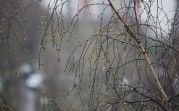 Погода в Тульской области 14 апреля: до +13 градусов и дождь