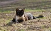 Погода в Тульской области 2 апреля: ветрено и до +9°С