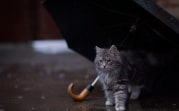 Погода в Тульской области 21 июля: переменная облачность и небольшой дождь
