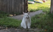 Погода в Туле 20 августа: до +25 и без осадков