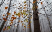 Какая погода ждёт жителей региона 11 ноября