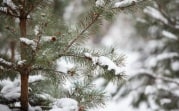Погода в регионе 20 февраля: до -12 градусов и умеренный ветер
