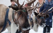«Северное шоу» возвращается в Новогоднюю столицу России