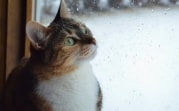 Погода в Тульской области  11 августа: возможен небольшой дождь и до +23