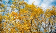 Когда в Тульскую область придет золотая осень