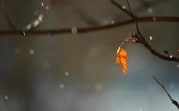 Погода в Тульской области 9 сентября: прохладно, мокро и ветрено