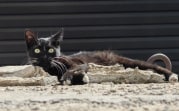 Погода в Туле 1 ноября: до 16 градусов тепла, местами дождь