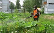 Почему в XXI веке в регионе не могут победить борщевик?