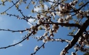 В Центральную Россию придет почти майское тепло