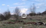 Павших коров в Тульской области проверили на сибирскую язву