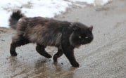 В Центральную Россию пришло весеннее тепло