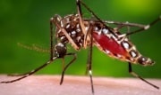 Ученые выяснили, могут ли комары переносить коронавирус