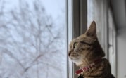 Погода в Тульской области 2 марта: тепло, облачно, возможен дождь