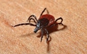 В Тульской области с начала сезона клещи покусали 543 человека