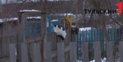 После гибели двух котов «Аэрофлот» пересмотрит правила перевозки животных