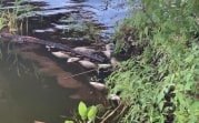 Эксперты выясняют причины гибели рыбы в пруду богородицкой усадьбы графов Бобринских
