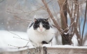 Метель и штормовой ветер: в Центральную Россию в конце недели вернется зима