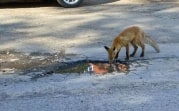 В Новомосковске сфотографировали пьющую из лужи лису