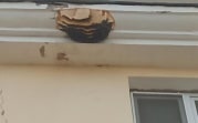 Жители Новомосковска нашли на доме улей диких пчёл