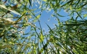 Погода 4 июля: в Тульской области до 27℃ и без осадков