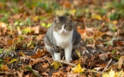 Октябрь в Тульской области стал самым теплым за последние четыре года