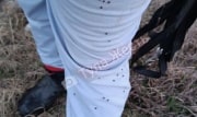 В Тульской области нашли клещей, зараженных бореллиозом и анаплазмозом
