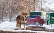 Погода в Тульской области 11 февраля: небольшой снег, до 13 градусов мороза