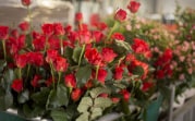Опрос: на подарки ко Дню учителя туляки потратят в среднем 2300 рублей