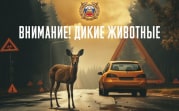 Госавтоинспекция напоминает тулякам о диких животных на дорогах