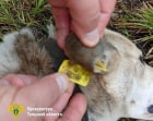 В Новомосковске поймали собаку, покусавшую 79-летнюю женщину
