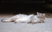 Погода в Туле 3 июля: до +24 градусов, облачно с прояснениями