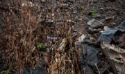 В Узловском районе в почве обнаружили превышение токсичного бензпирена