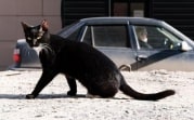 Погода в Тульской области 22 февраля: облачно, сухо, до +6