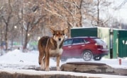 В Тульской области появилась горячая линия по отлову бездомных собак