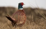 Узловская прокуратура прикрыла сайт, рассказывающий о незаконных способах охоты на фазанов