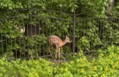 Сотрудники МЧС спасли косуленка, застрявшего в заборе гимназии