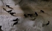 Жители Донского боятся выходить из дома из-за стаи бродячих собак