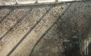 Мухи захватили квартиру в центре Узловой