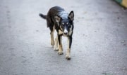В России планируют ввести штраф за выгул собак без намордника
