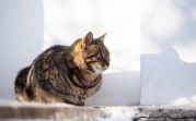 Погода в Туле 15 февраля: облачно, без осадков, небольшой мороз