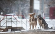 Погода в Тульской области 19 января: облачно, снежно и холодно