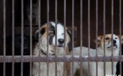 В Тульской области усилят контроль за приютами для животных
