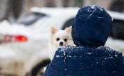 Погода в Туле 9 февраля: небольшой снег, гололедица и до нуля