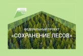 Туляков приглашают присоединиться к Всероссийской акции «Сохраним лес!»