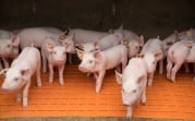 «АГРОЭКО»: Новые инвестиции в Тульскую область