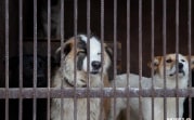 Мобилизованные могут оставить домашних животных в приюте