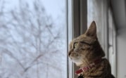 Погода в Тульской области 15 февраля: облачно, сухо и скользко