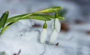 Погода в Тульской области 7 марта: гололедица, ветер и без осадков