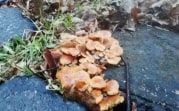 В Узловой в конце декабря начали расти грибы