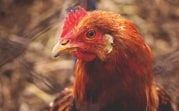 Туляков предупредили о курином мясе, зараженном гриппом А